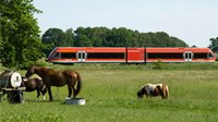 Red train driving past field with horses