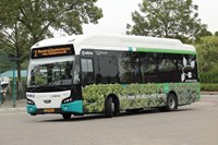 White and green bus